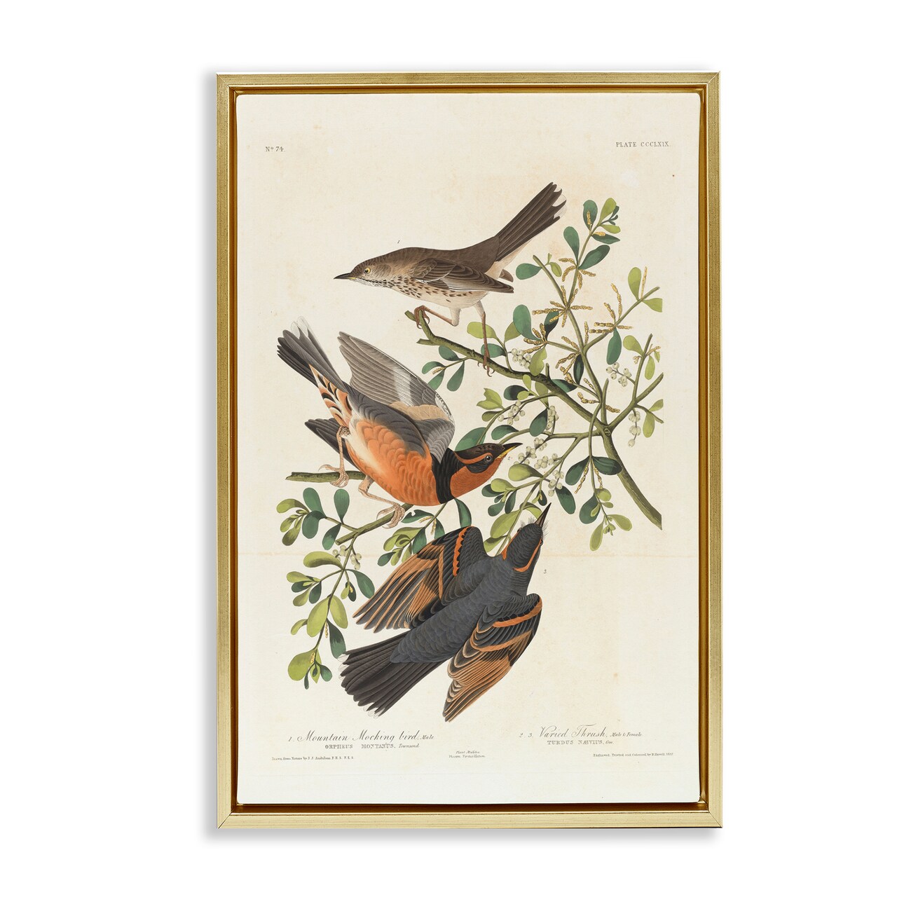 Stupell Industries Classic Audubon Bird Study Framed Floater Canvas Wall Art Design by one1000paintings